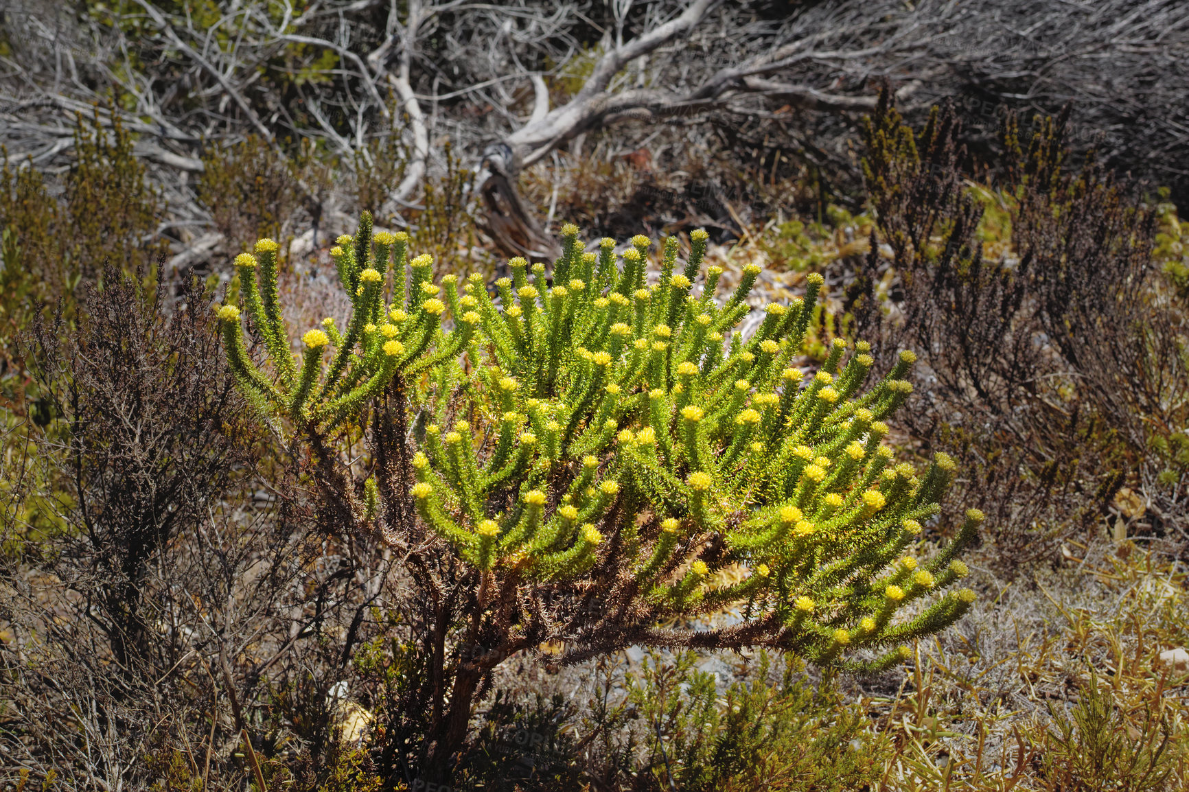 Buy stock photo Fynbos in Table Mountain National Park, Cape of Good Hope, South Africa. Closeup of scenic landscape environment with fine bush indigenous plant and flower species growing in a nature reserve