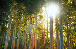 Forest close to Cape Town, South Africa.