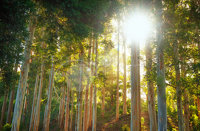 Buy stock photo Landscape of a forest with beams of light shining through trees. Below of lots of tall pin tree trunks in the woods at sunset. A green forest for hiking and exploring close to Cape Town, South Africa