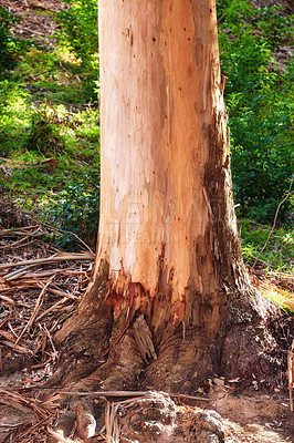 Buy stock photo Landscape view of stripped bark off tree in forest during the day. Exploring the woods and mother nature on the weekend. Recreation and adventure in lush green foliage and remote wilderness area