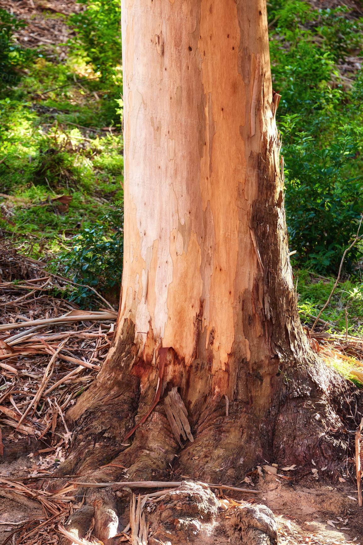 Buy stock photo Landscape view of stripped bark off tree in forest during the day. Exploring the woods and mother nature on the weekend. Recreation and adventure in lush green foliage and remote wilderness area