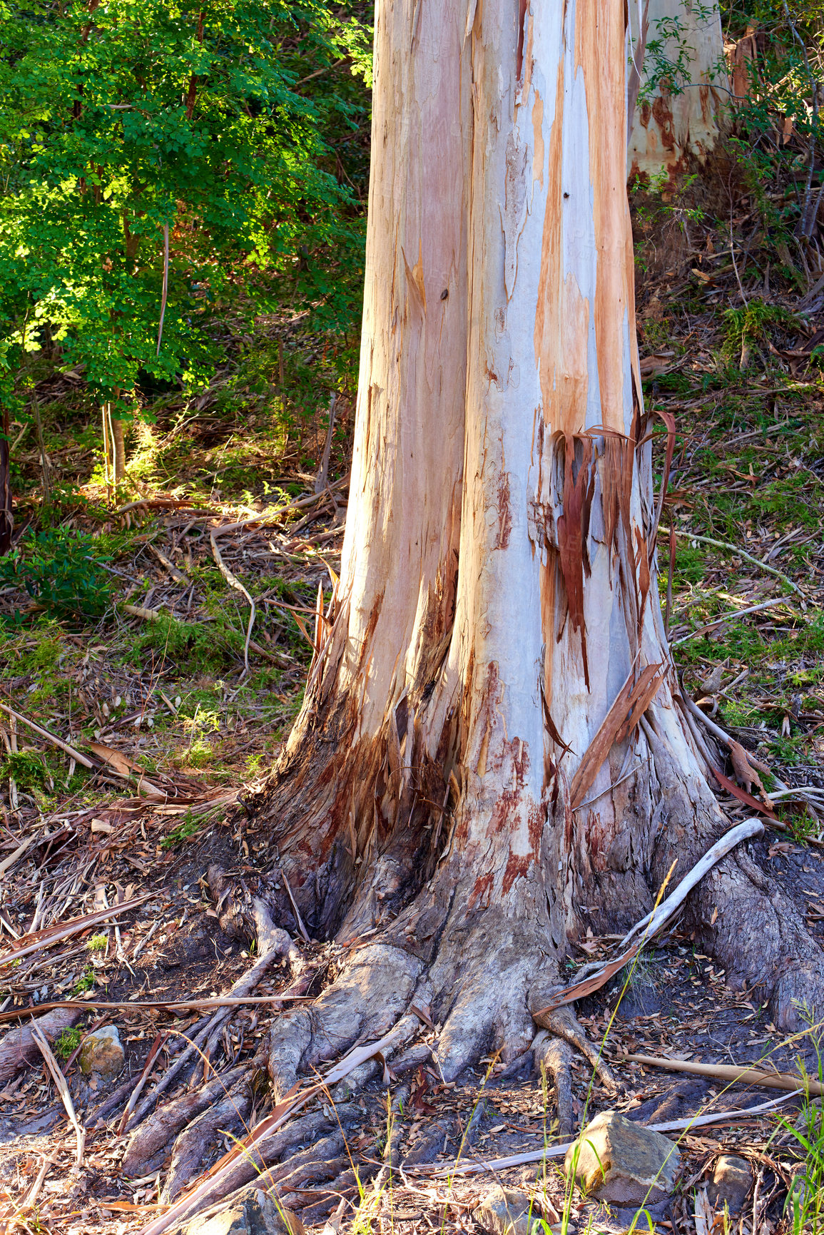 Buy stock photo Landscape view of stripped bark off tree in forest during the day. Exploring the woods and mother nature on the weekend. Recreation hike and adventure in lush green foliage and remote wilderness area