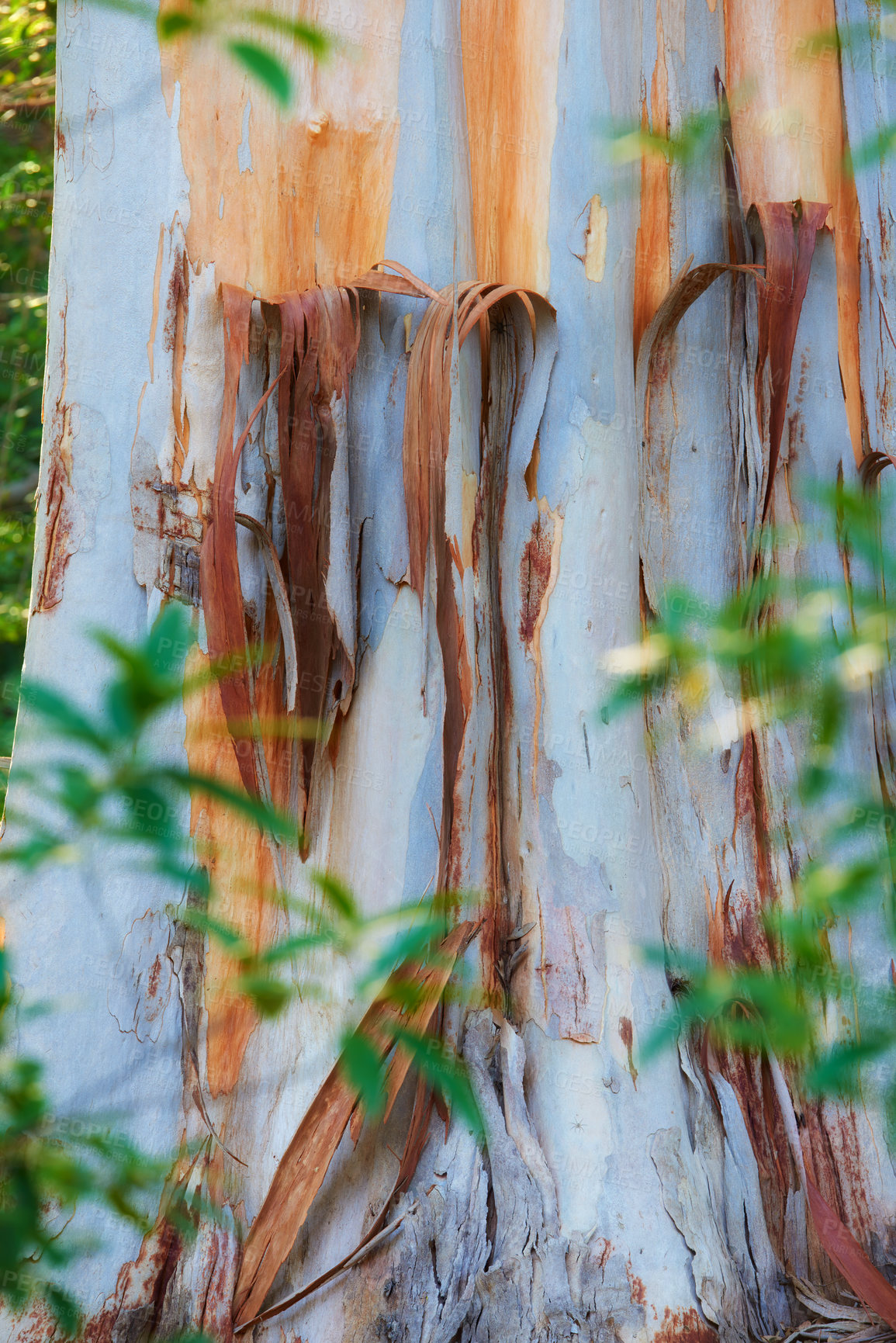 Buy stock photo Closeup of a stripped bark off tree trunk in a forest at sunset. Peeling textures from the outer layers of a white bark tree. Details of a damaged silver tree in a remote woodland near hiking trail 