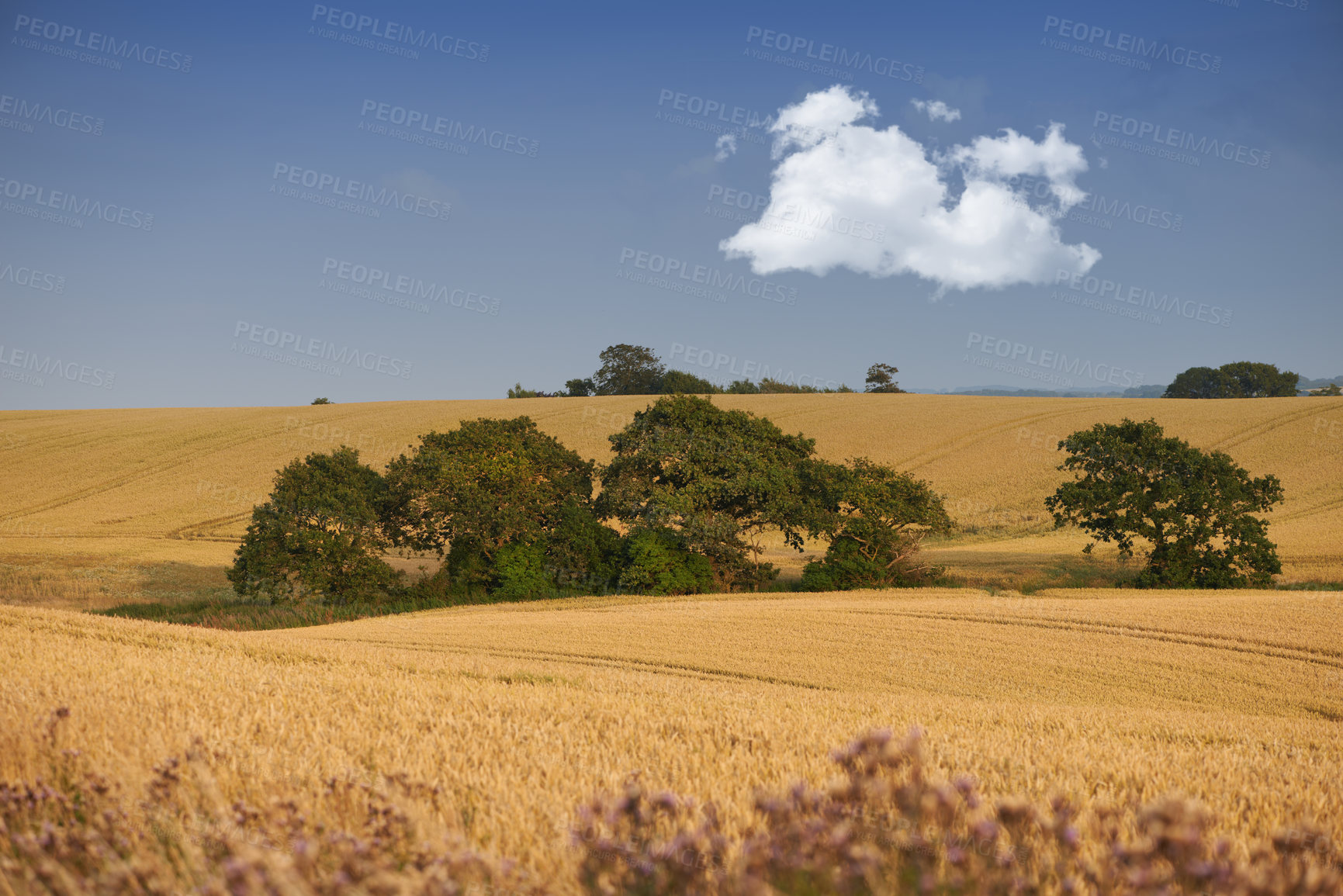Buy stock photo Sky, trees and wheat field in nature for agriculture, sustainability or harvest in countryside. Ecology, crop and grain development on farm for environment, landscape or growth in Switzerland