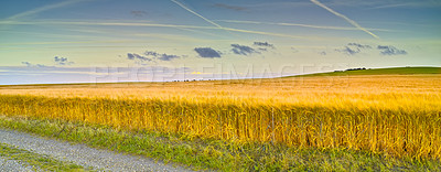 Buy stock photo Corn fields, nature and countryside landscape for agriculture, farming and sustainability or environment. Plant growth, harvest location and sky banner in rural area, crops and peaceful outdoors