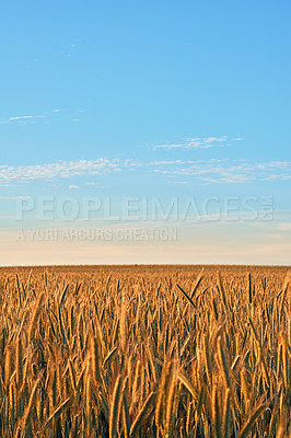 Buy stock photo Rural, blue sky and wheat in nature for agriculture, sustainability or harvest field in countryside. Ecology, crop and grain development on farm for environment, landscape or growth in Switzerland