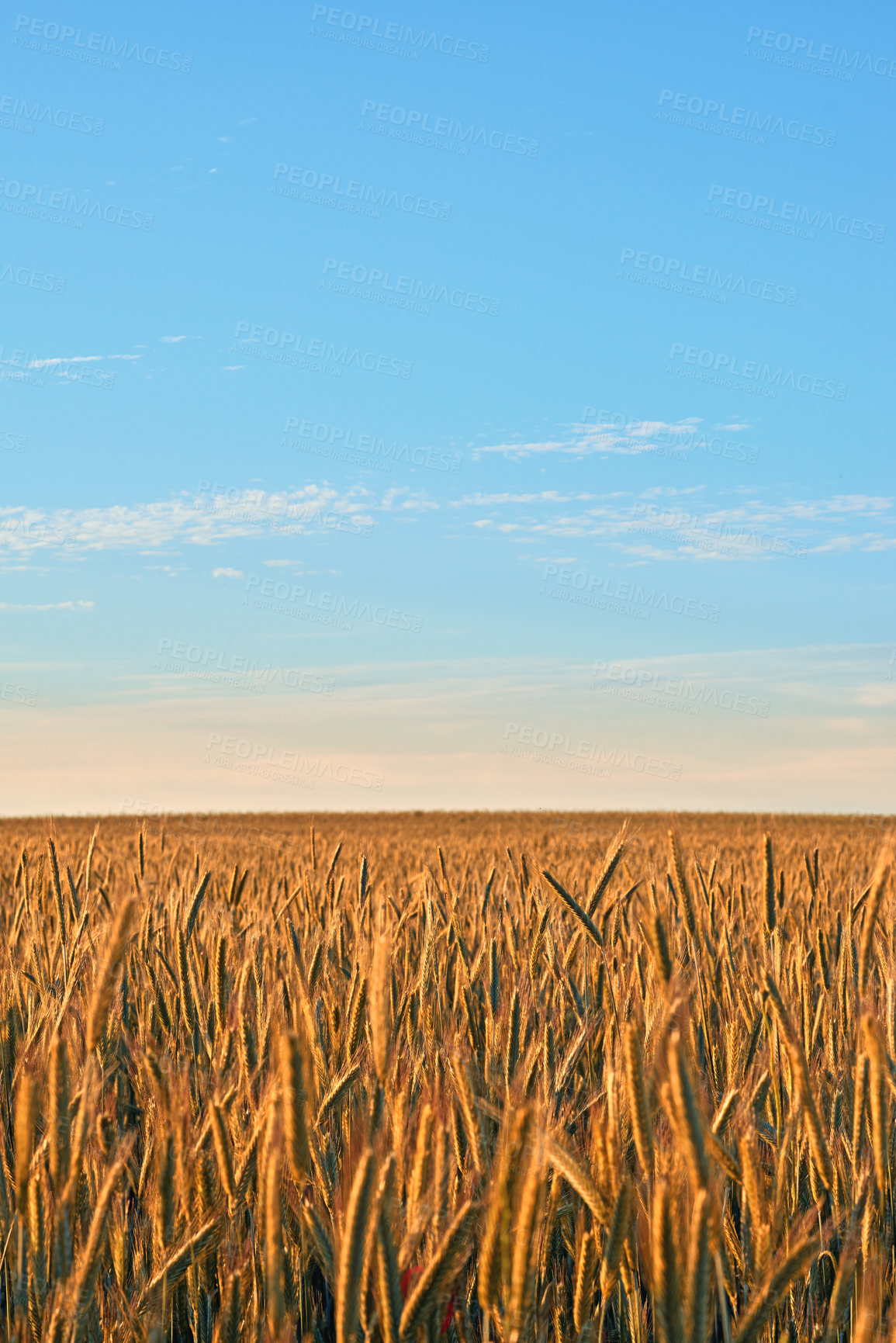 Buy stock photo Rural, blue sky and wheat in nature for agriculture, sustainability or harvest field in countryside. Ecology, crop and grain development on farm for environment, landscape or growth in Switzerland