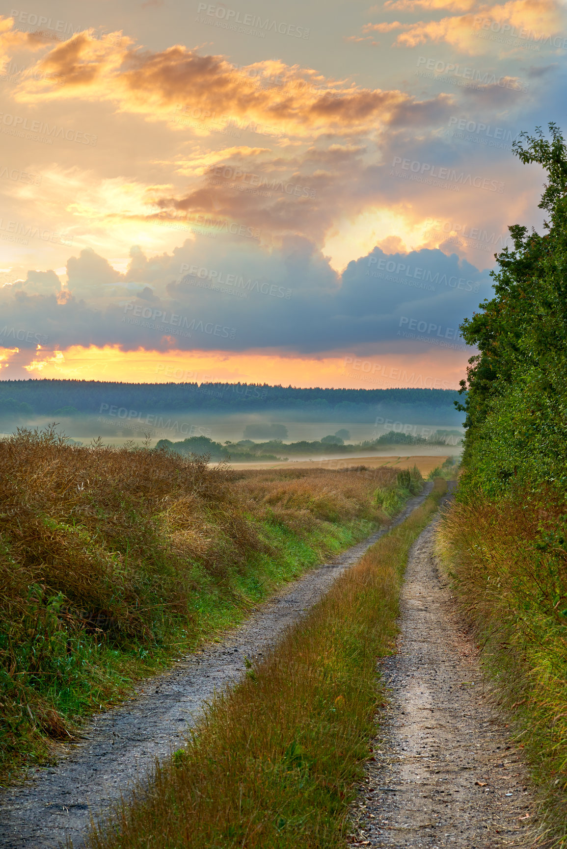 Buy stock photo Horizon, clouds and dirt road with field in agriculture environment, sustainability or nature landscape. Rural, sunset sky and wheat plant in countryside for farming, growth development or harvest 