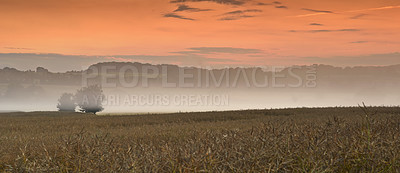 Buy stock photo Sunset, landscape and fog in wheat field with trees, clouds and sustainability in nature. Environment, crop or plants and agriculture in countryside or banner for farming, outdoor and clean energy