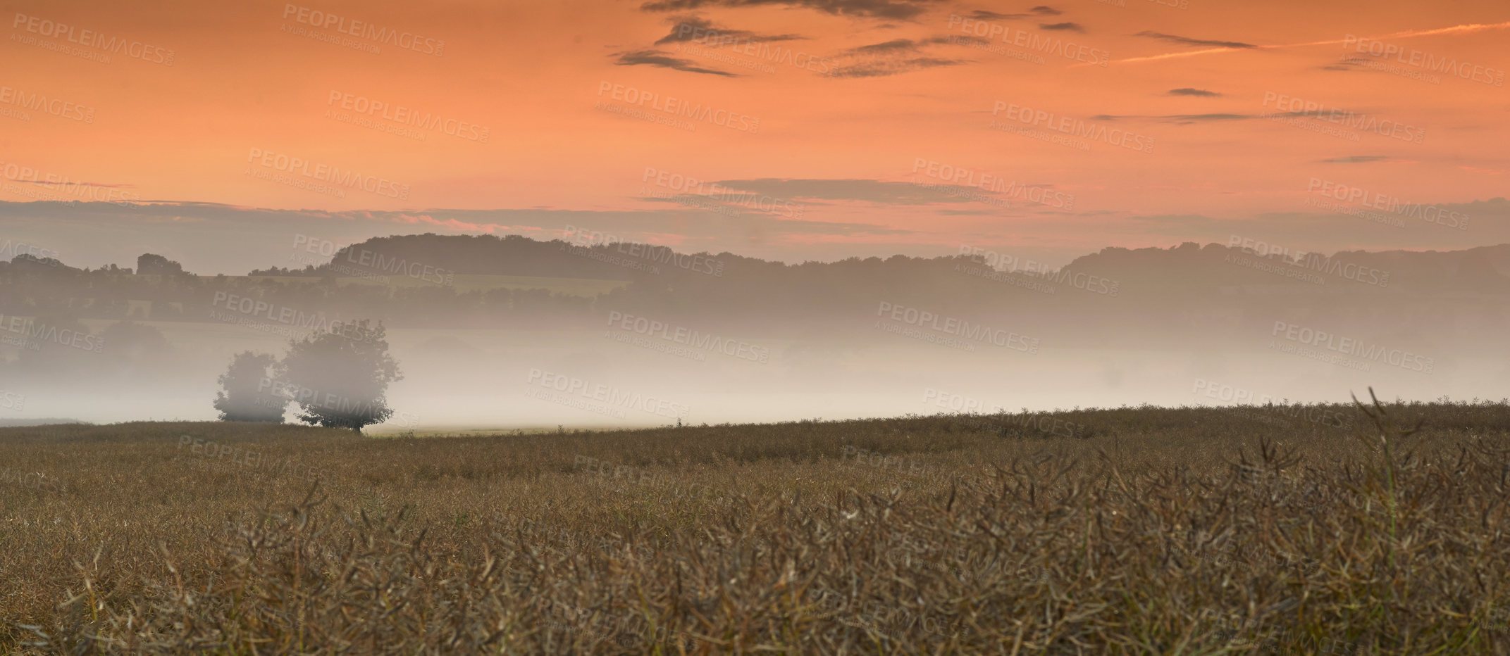 Buy stock photo Sunset, landscape and fog in wheat field with trees, clouds and sustainability in nature. Environment, crop or plants and agriculture in countryside or banner for farming, outdoor and clean energy