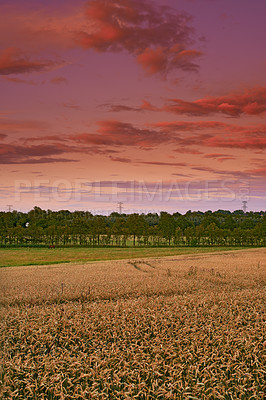 Buy stock photo Environment, sunset and trees in wheat field for farming, sustainability or outdoor in nature. Crop or horse, growth or agriculture in countryside and eco friendly development for nutrition or health