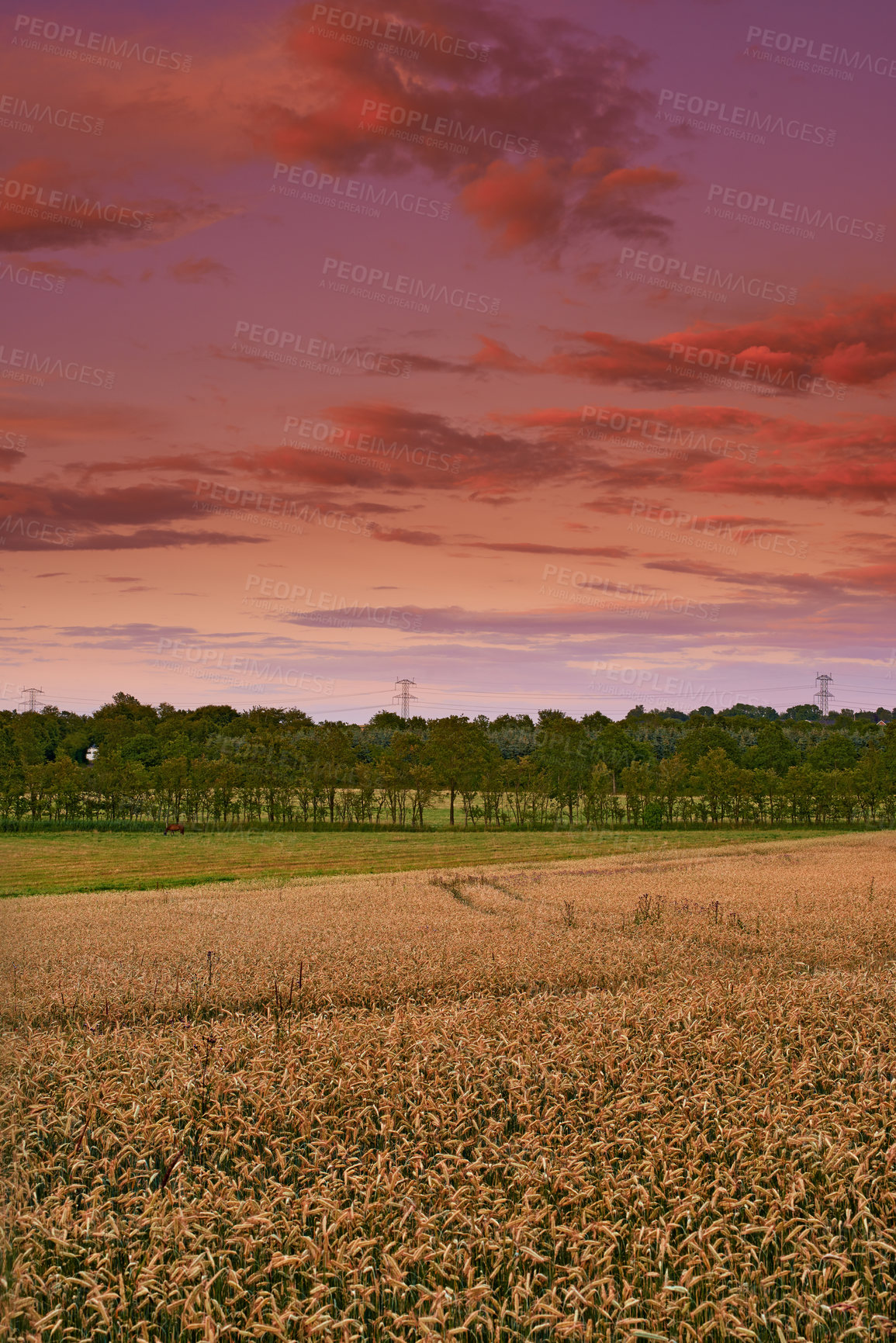 Buy stock photo Environment, sunset and trees in wheat field for farming, sustainability or outdoor in nature. Crop or horse, growth or agriculture in countryside and eco friendly development for nutrition or health