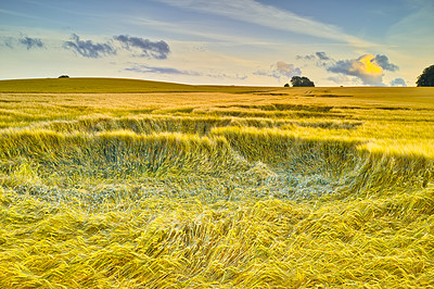 Buy stock photo Rural, sky and cornfield in nature for agriculture, sustainability or harvest in countryside. Ecology, crop and grain development with farming for environment, landscape or growth in Switzerland
