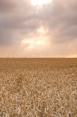 Buy stock photo Rural, clouds and wheat field in nature for agriculture, sustainability or harvest in countryside. Ecology, crop and grain development on farm for environment, landscape or growth in Switzerland