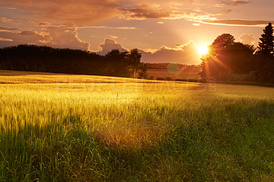 Buy stock photo A series of photos of corn fields at sunset