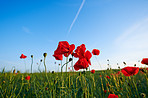 Poppies in the countryside -Denmark