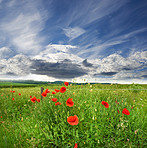 Poppies in the countryside -Denmark