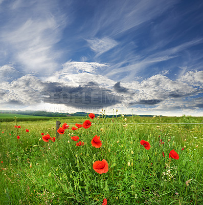 Buy stock photo Red poppies, nature and field outdoor with sky, flowers and flora botany or ecology environment. Natural opium, medical plant and vibrant color or blooming, poisonous and outside with spring clouds
