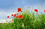 Poppies in the countryside -Denmark