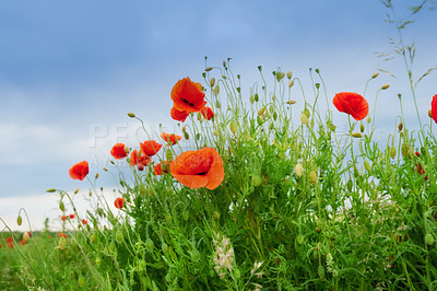 Buy stock photo Red poppies, natural and field outdoor sky, flowers and flora botany or ecology environment. Organic opium, medical plant and vibrant colour or blooming bush, poisonous and outside nature in spring