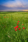 Poppies in the countryside -Denmark