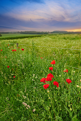 Buy stock photo Red poppies, growth and field outdoor in countryside, flowers and flora botany or ecology environment. Natural opium, medical plant and vibrant color or blooming, poisonous and outside in spring
