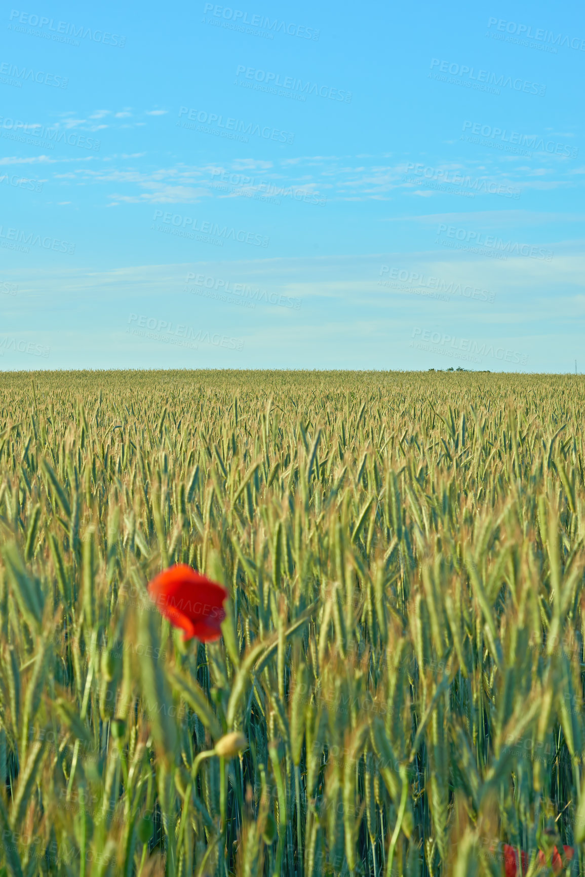 Buy stock photo Red poppy, flowers and nature in field, grass and flora botany or ecology environment. Natural opium, medical plant and vibrant colour or blooming, poisonous and outside vegetation with sky
