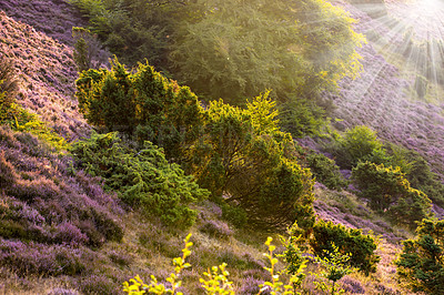 Buy stock photo Nature, landscape and bush in forest, outdoor and plants in environment countryside, peace and grass. Woods, earth and growth of fern in location, lens flare and wildlife in national park in Brazil