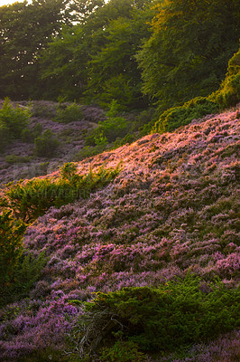 Buy stock photo Ecology, nature and landscape of grass, outdoor and environment with plants in earth and peace. Countryside, summer and scenery in location, wildlife and bush with flowers, forest and green of Brazil