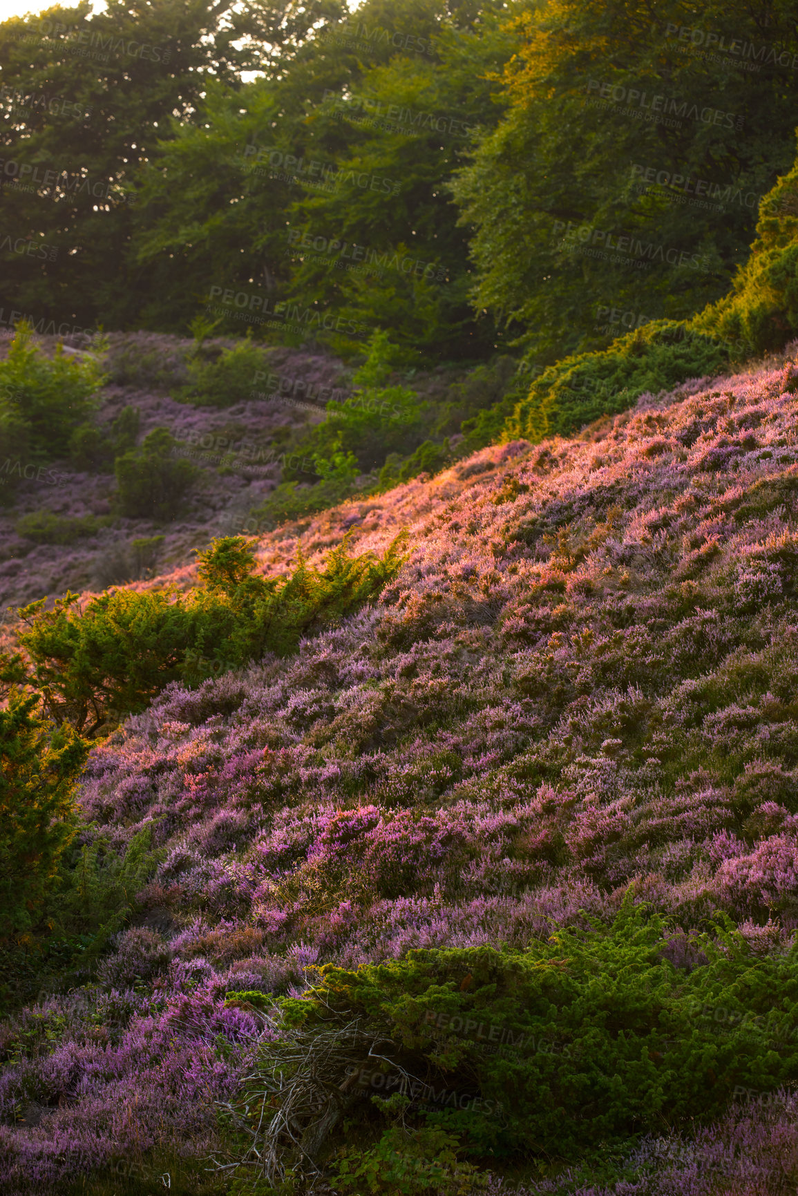 Buy stock photo Ecology, nature and landscape of grass, outdoor and environment with plants in earth and peace. Countryside, summer and scenery in location, wildlife and bush with flowers, forest and green of Brazil