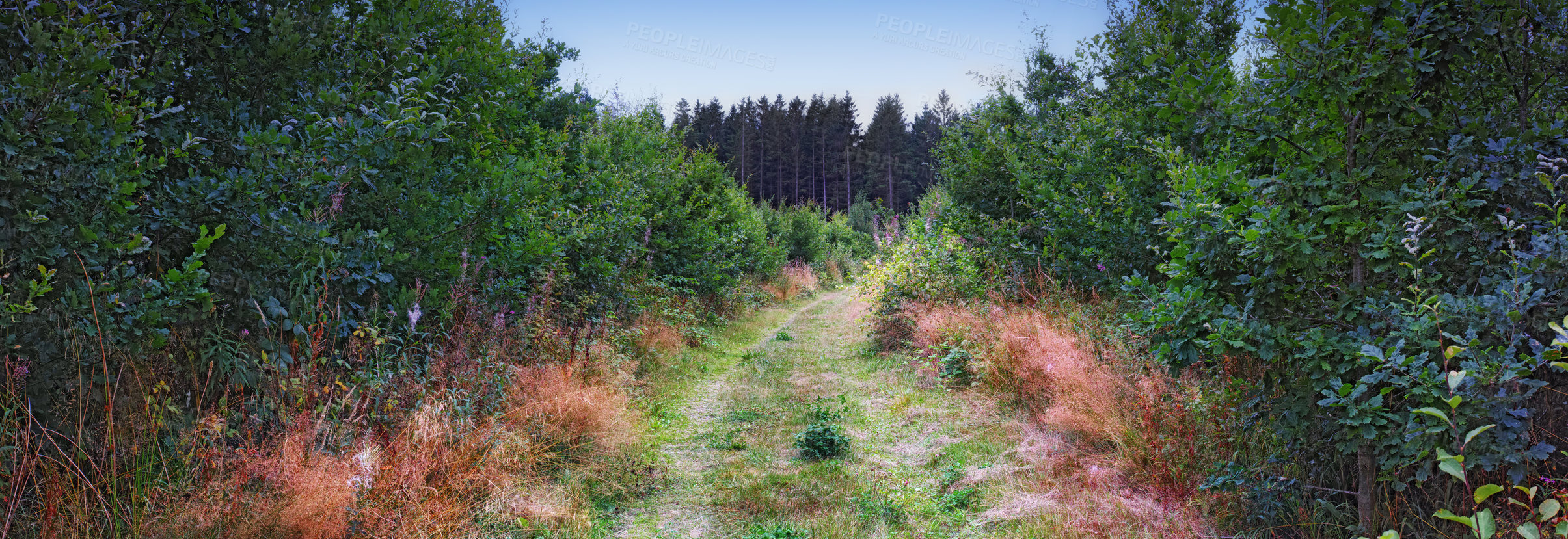 Buy stock photo Dirt road in forest in the countryside