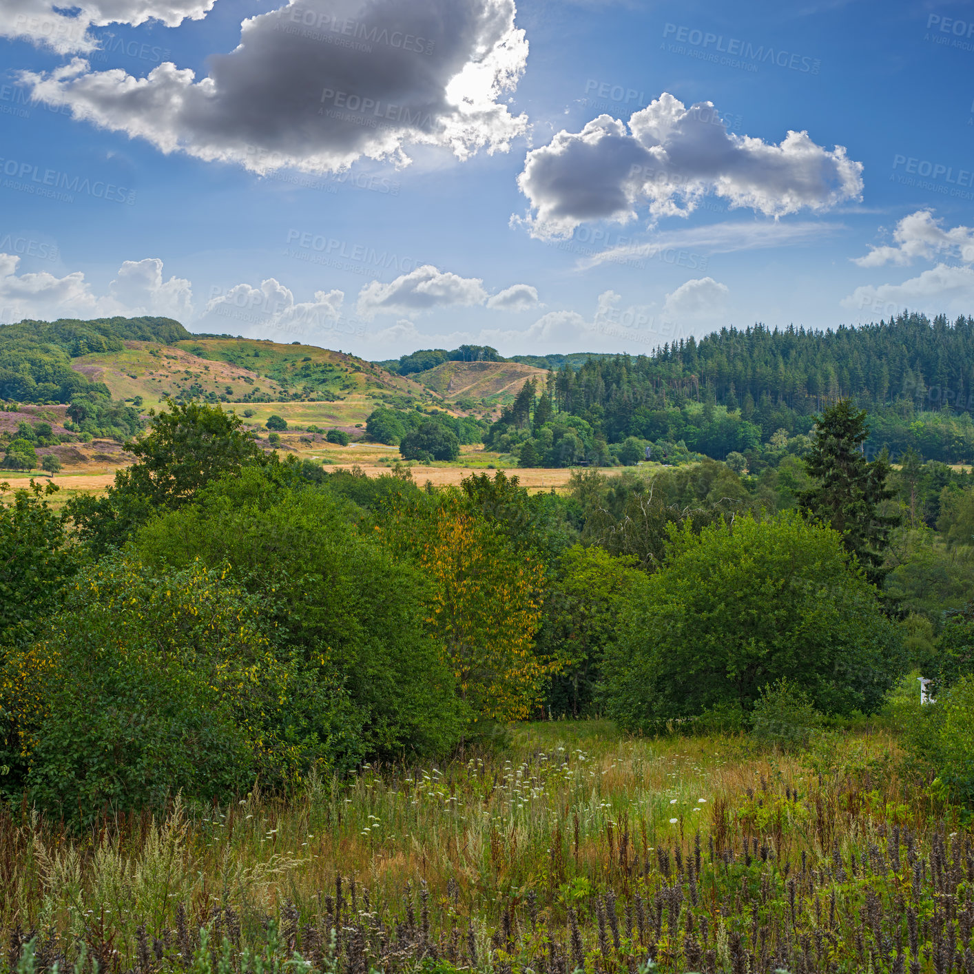 Buy stock photo Nature, countryside and forest trees with sky, natural park and sustainable environment for growth or peacefulness. Landscape, calm and ecology in Denmark or outside, harmony valleys and clouds