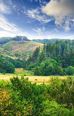 Buy stock photo Nature, countryside and forest valley or outdoor, natural park and sustainable environment for growth or peacefulness. Landscape, calm and ecology in Denmark with field, spring and clouds with trees
