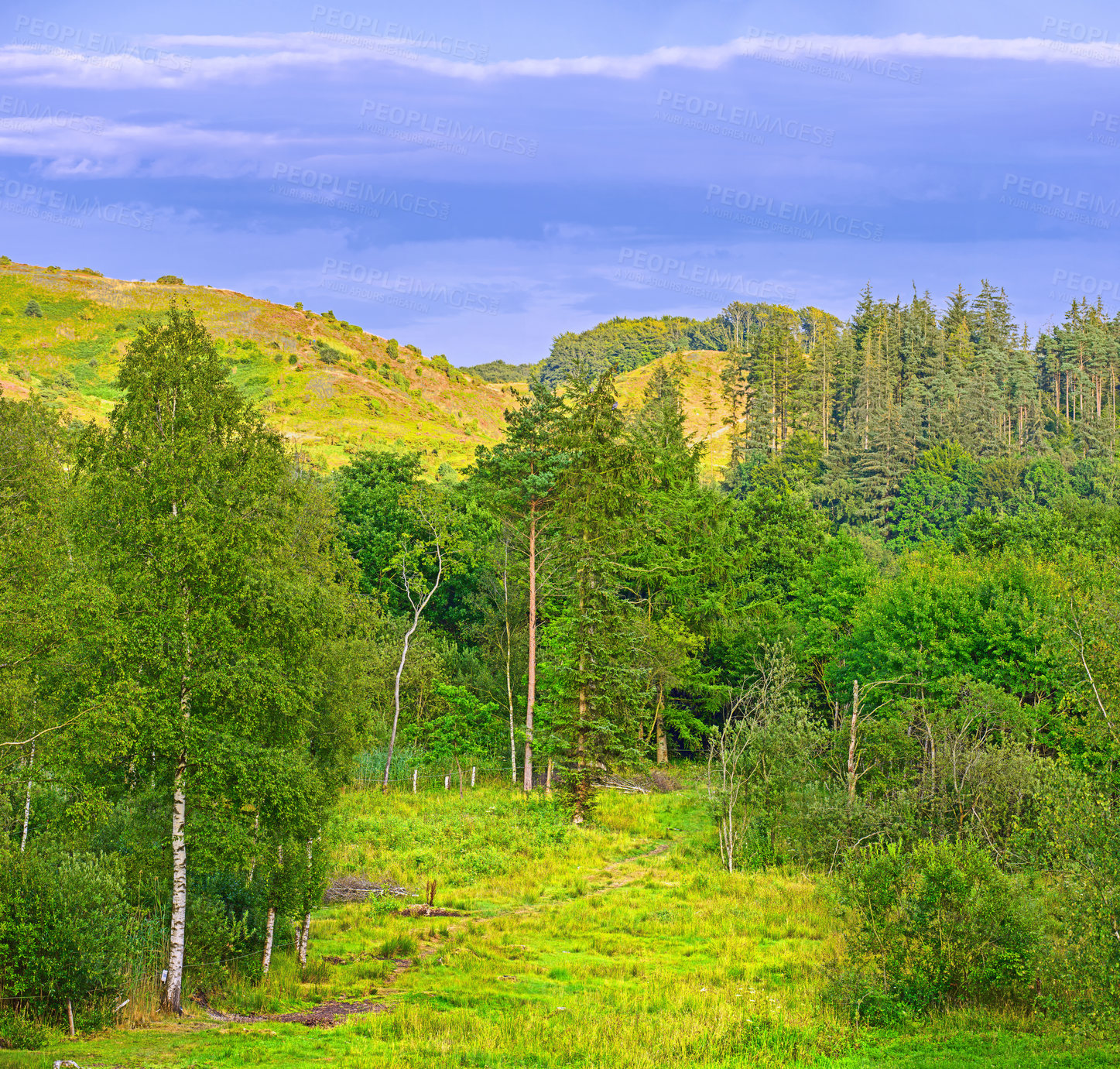 Buy stock photo Nature, countryside and forest trees in summer, natural park and sustainable environment for growth or peacefulness. Landscape, calm and ecology in Denmark with field, harmony valleys and clouds
