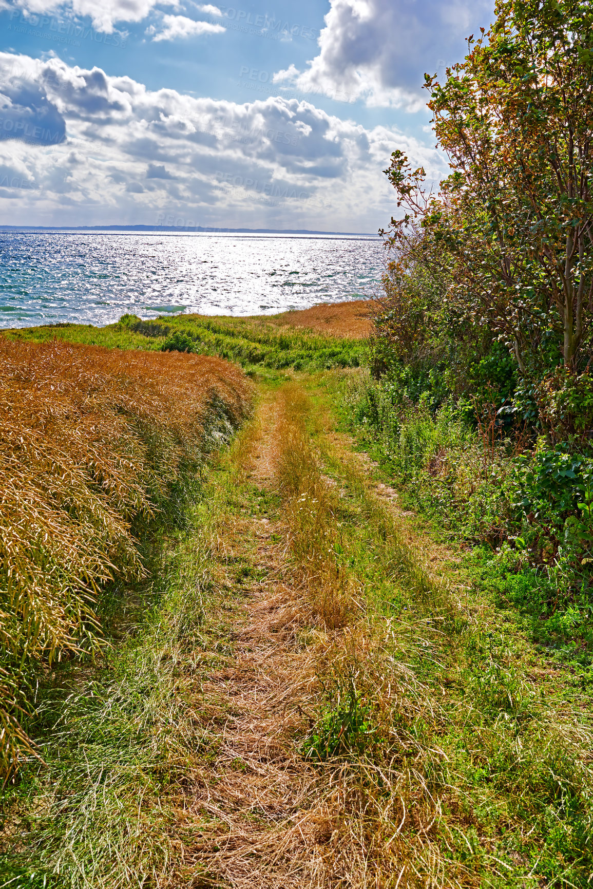 Buy stock photo Lake, sky and path with field in agriculture environment, sustainability or nature landscape. Rural, morning and bush plant in countryside for farming, growth development or harvest in Denmark