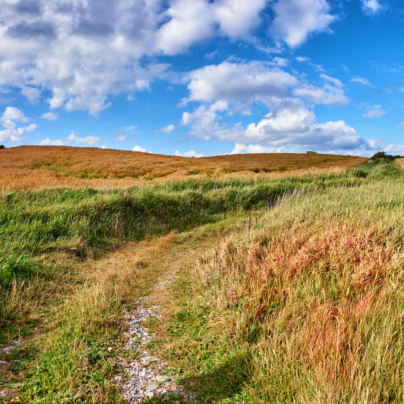 Buy stock photo Sky, clouds and pathway with field in agriculture environment, sustainability or nature landscape. Rural, outdoor and wheat plant in countryside for farming, growth development or harvest in Denmark