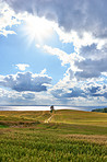 Coast of Kattegat - Jutland