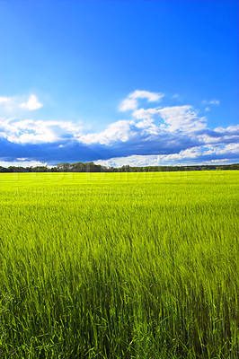 Buy stock photo Landscape, blue sky and grass in field for farming, sustainability and outdoor in nature. Springtime or crop, green and agriculture in countryside and eco friendly environment for travel or vacation