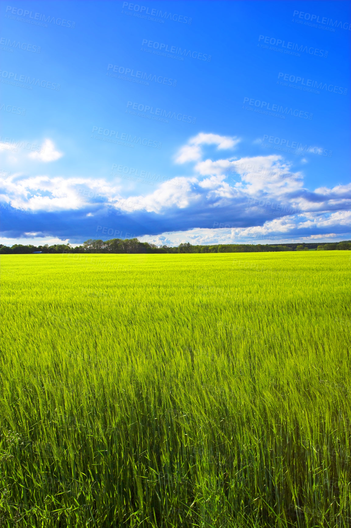 Buy stock photo Landscape, blue sky and grass in field for farming, sustainability and outdoor in nature. Springtime or crop, green and agriculture in countryside and eco friendly environment for travel or vacation