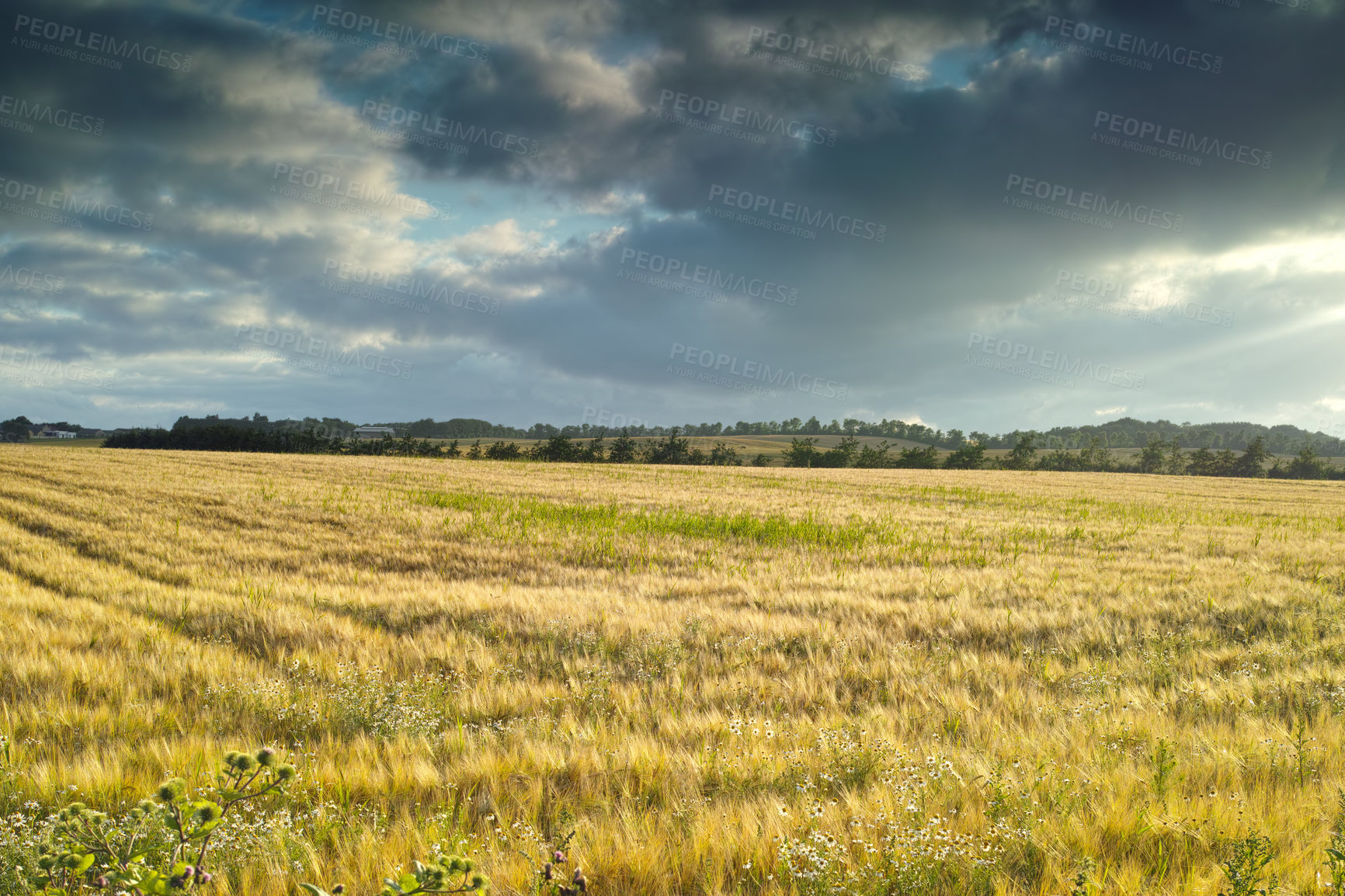 Buy stock photo Morning, meadow and grass in wheat field for agriculture, sustainability and natural growth in countryside. Calm landscape, food farming and clouds for plants in Denmark agro environment for farmland