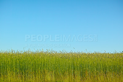 Buy stock photo Field, growth and wheat for spring in countryside, sustainable and crops with nutritional value. Carbohydrate, dietary fiber and mockup of plant for agriculture, grain and cultivation season in farm