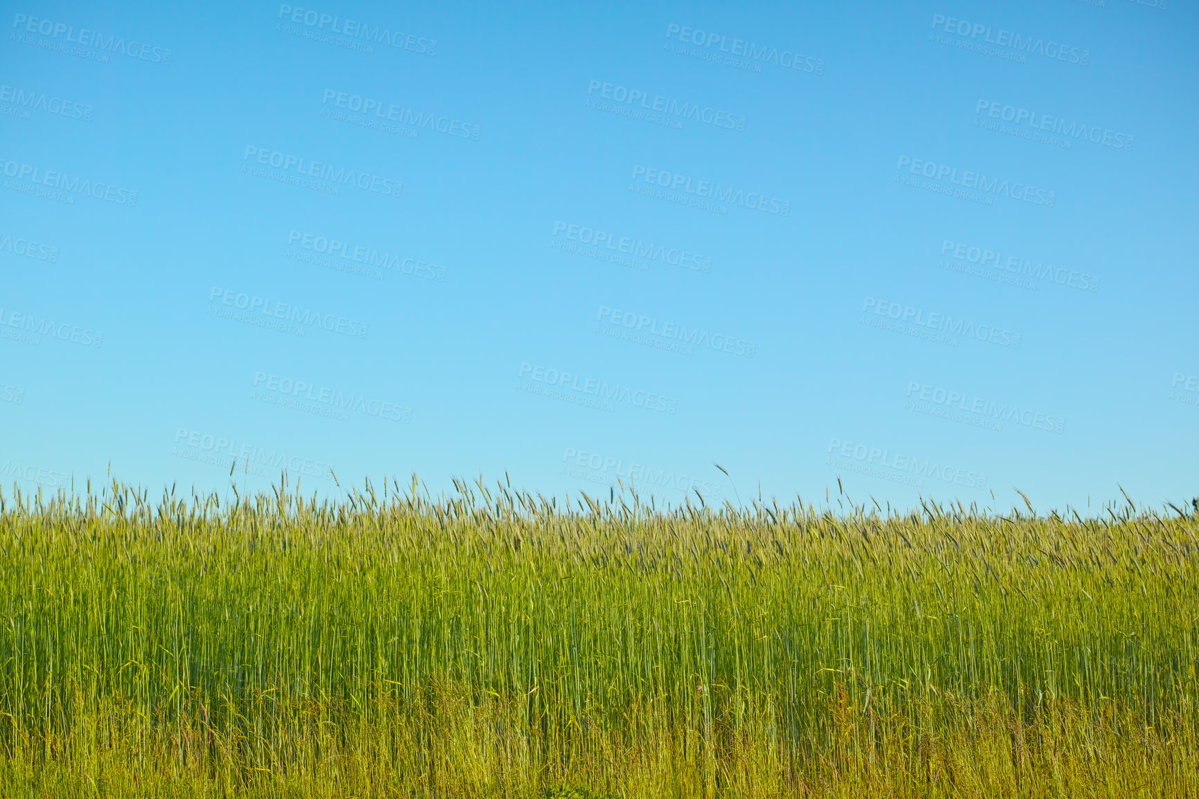 Buy stock photo Field, growth and wheat for spring in countryside, sustainable and crops with nutritional value. Carbohydrate, dietary fiber and mockup of plant for agriculture, grain and cultivation season in farm