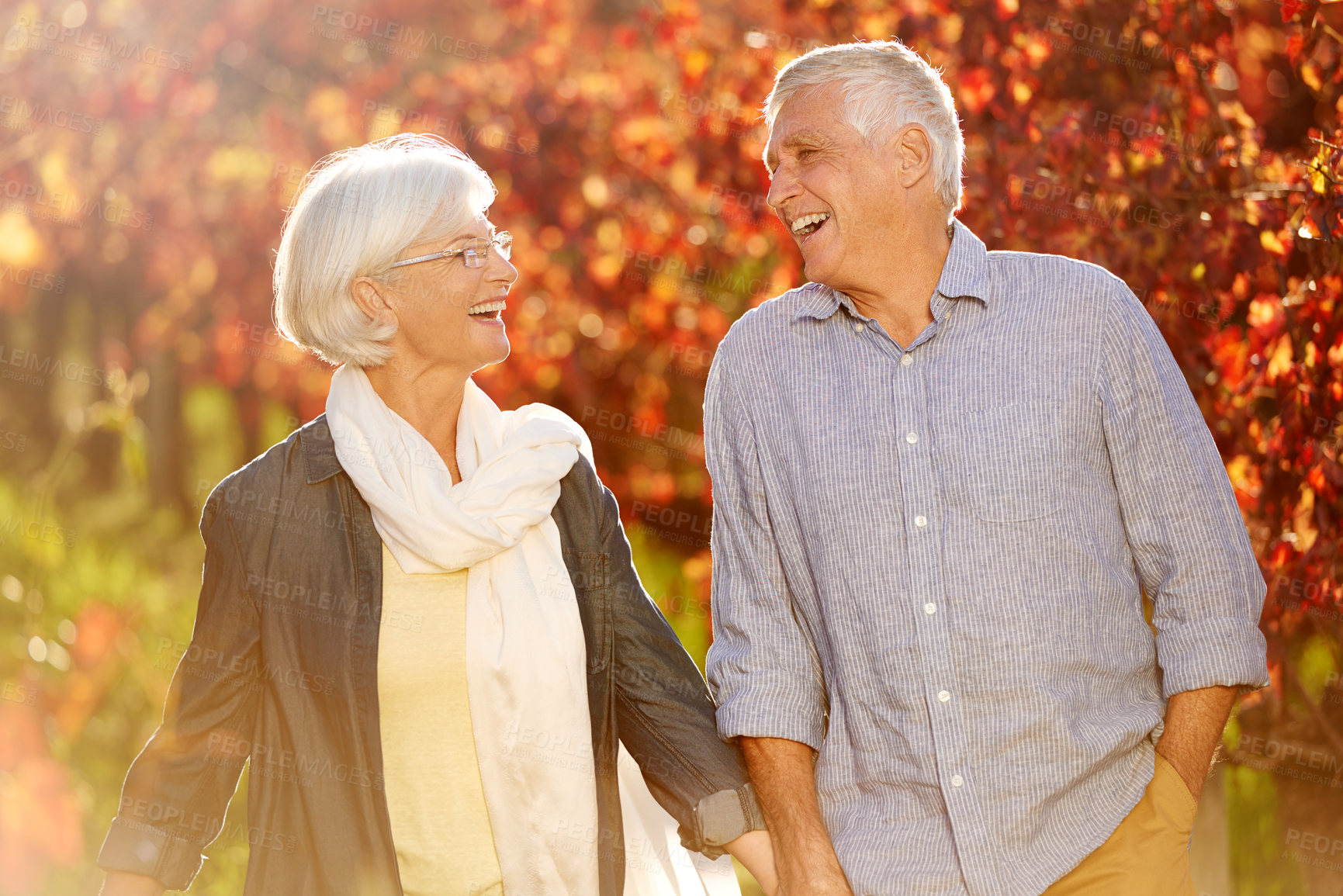 Buy stock photo Holding hands, laughing and a senior couple in a vineyard, walking together while on a romantic date. Funny, love or romance with a mature man and woman taking a walk on wine farm for bonding