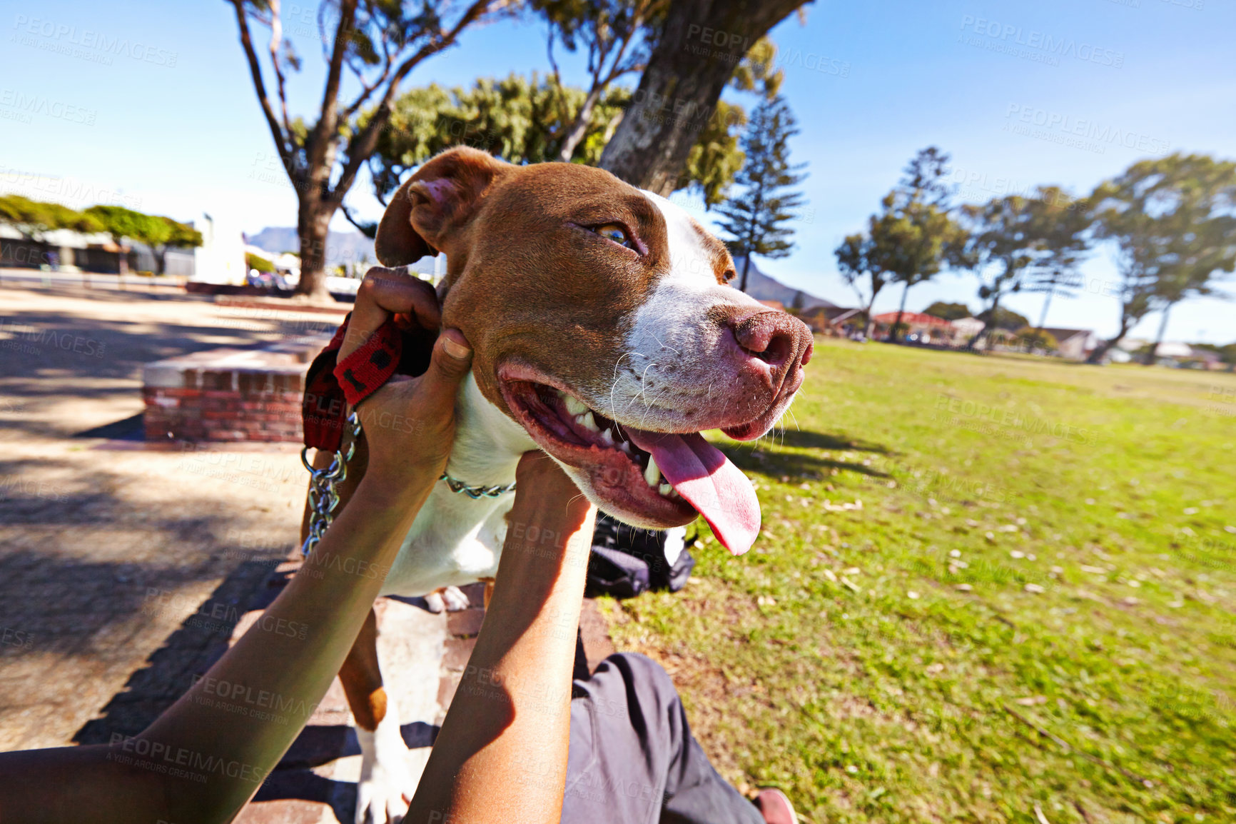 Buy stock photo Pov, park and dog with hands of person playing for happy, bonding and animal care. Playful, nature and relax with closeup of man holding pet in outdoors for companion, affectionate and happiness