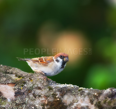 Buy stock photo Sparrow, bird and eating on tree in environment for ecology, nutrition or conservation of ecosystem. Wildlife, animal or feeding on food, sustainability or insect control in habitat with mockup space