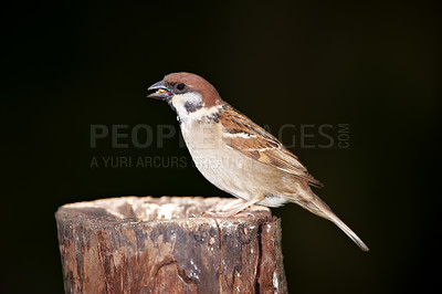 Buy stock photo Sparrows are a family of small passerine birds, Passeridae. They are also known as true sparrows, or Old World sparrows, names also used for a particular genus of the family, Passer