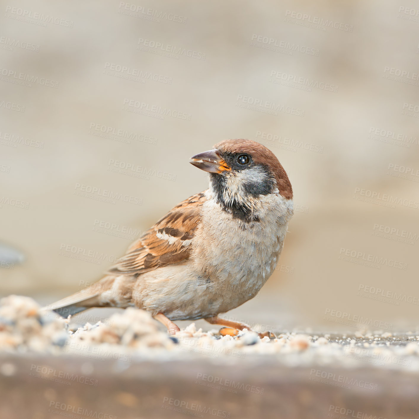 Buy stock photo Bird, house sparrow and eating in nature for food, foraging and search for seeds. Small male animal, feeding and rest on log from flight, habitat creation and looking for mate in Denmark ecosystem