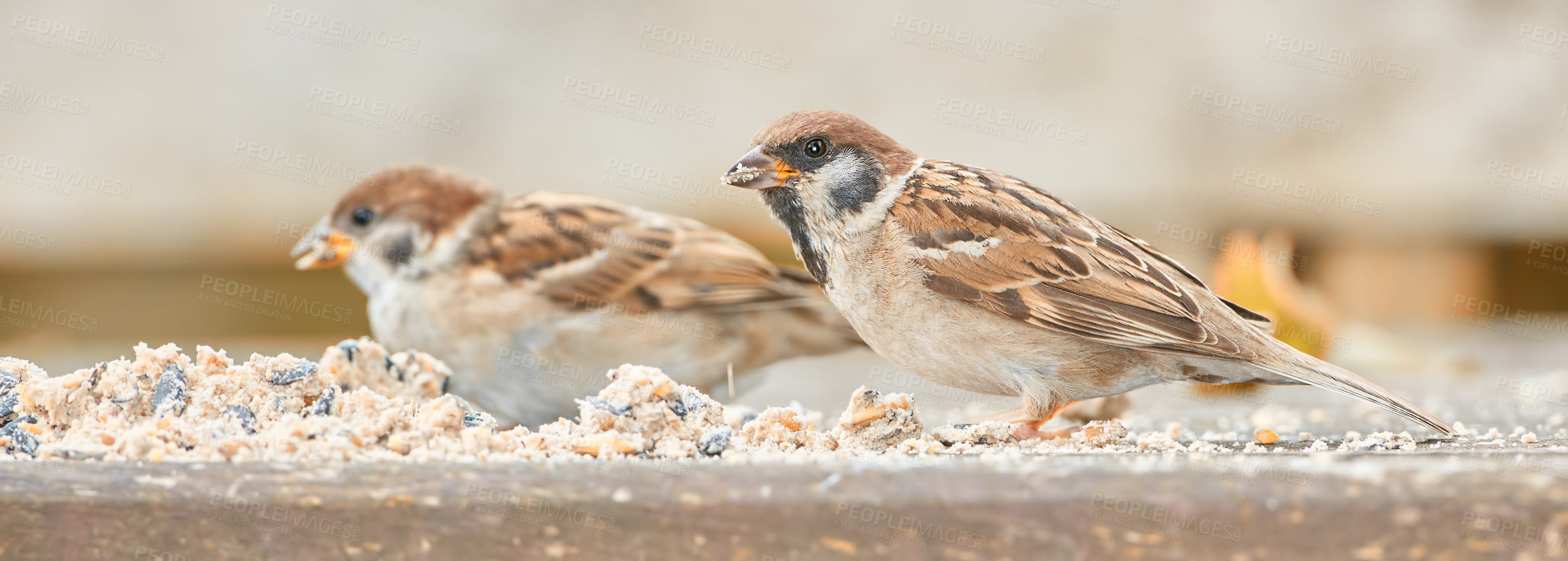 Buy stock photo Outdoor, sparrow and birds with food for eating, hungry and adapting to human habitation. Ecosystem, feather and wings of animals with sunflower, cracked corn and natural nutrition for wildlife