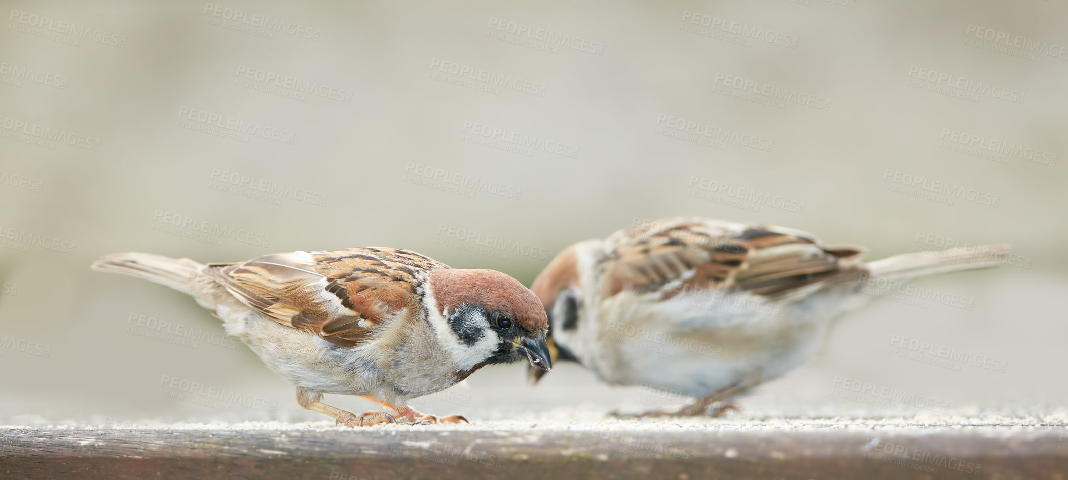 Buy stock photo Conservation, sparrow and birds with food for eating, hungry and adaptation to habitation for wellness. Ecosystem, feather and wings of animals with seeds, natural nutrition and bonding for wildlife