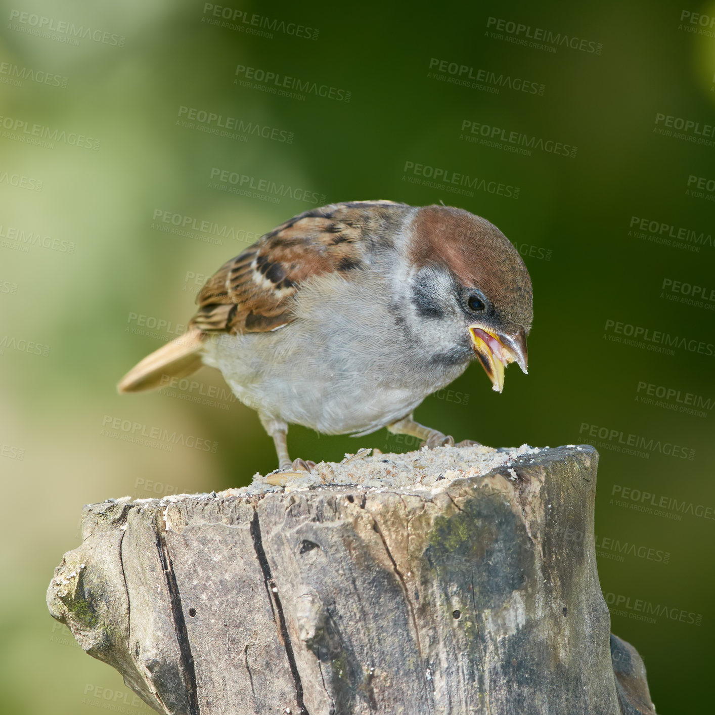 Buy stock photo Bird, sparrow and eating in nature on log for relax in natural environmental habitat, sustainability and wildlife. Passeridae, animal and branch in park or garden with green background in Europe.